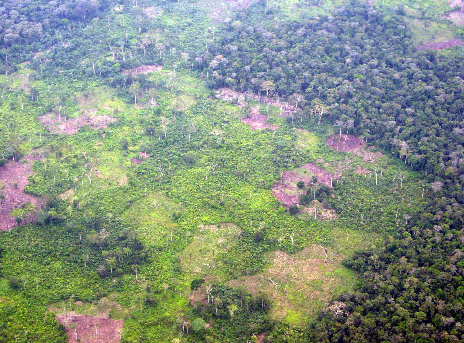 Congo Basin forest landscape